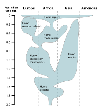 325px-Human_evolution_chart-en.svg.png