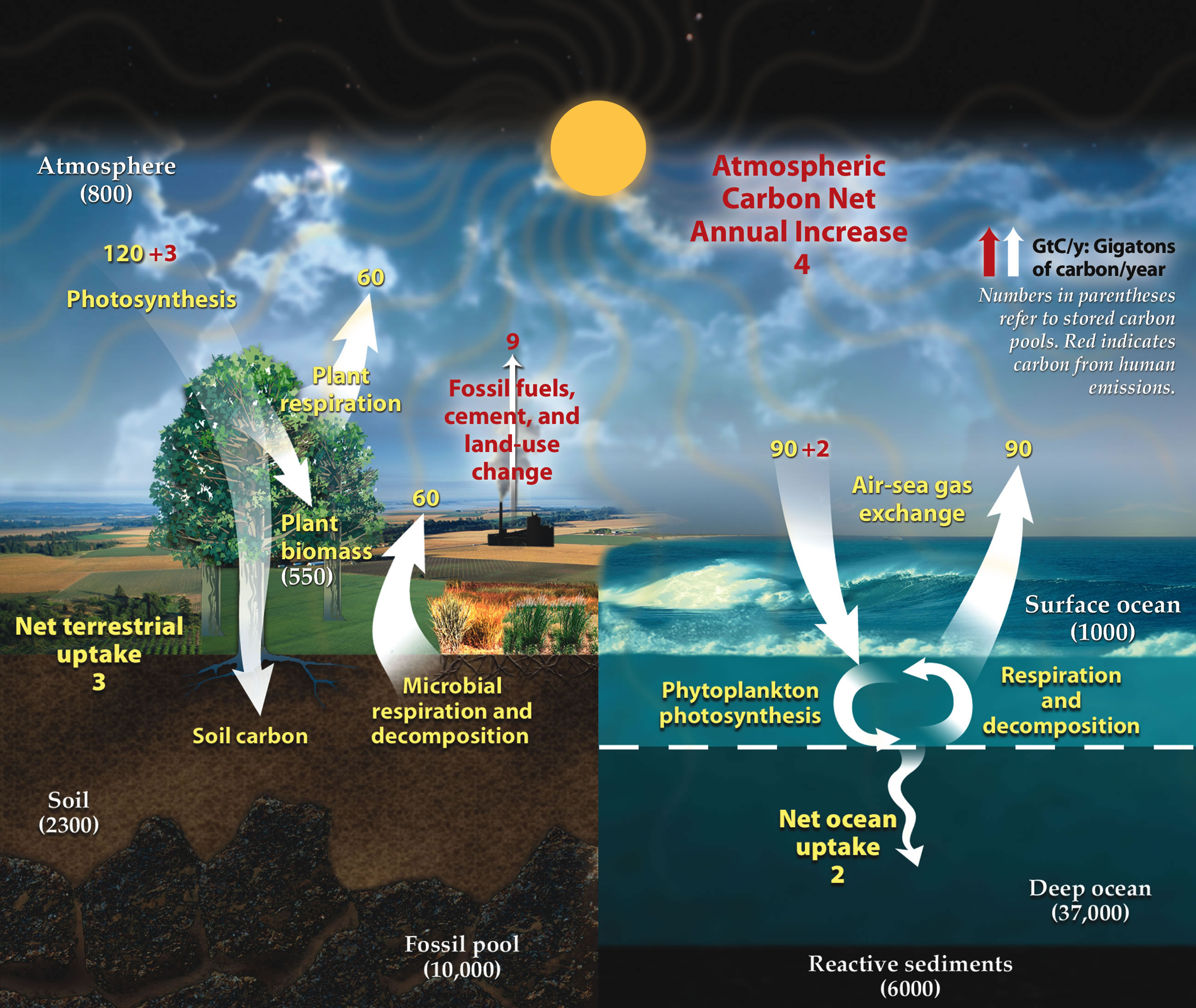 Carbon_cycle.jpg