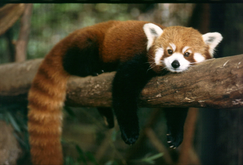 sikkim-red-panda-ailurus-fulgens1.png