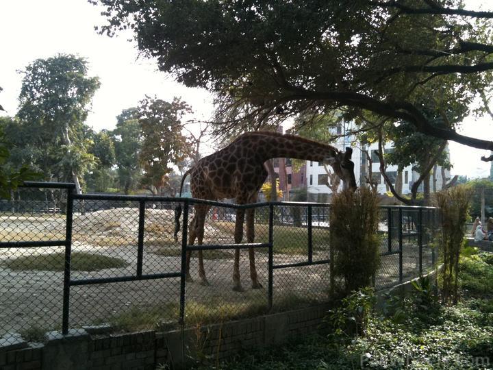 188211-Lahore-Zoo-pixcccs-001.jpg
