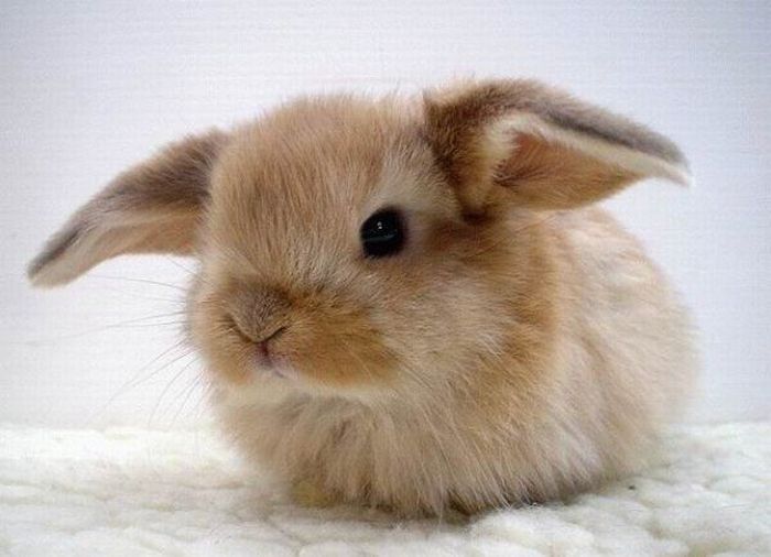 cute_rabbits_01.jpg