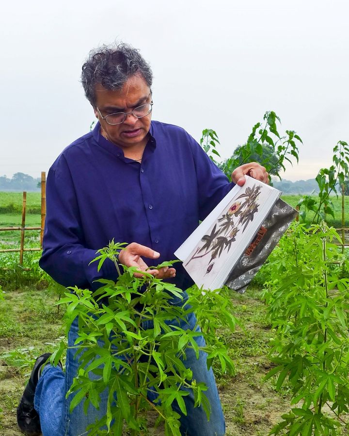 Resurrected phuti karpas cotton plants look identical to the kind used to grow Dhaka muslin hundreds of years ago (Credit: Drik/ Bengal Muslin)