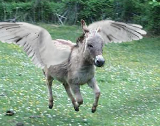 flying_donkey.jpg