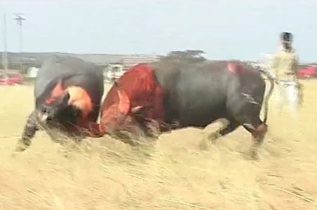bullfight-storypic.jpg