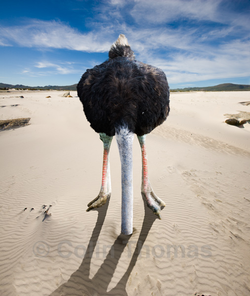 ostrich-head-in-sand1382623717-jpg.56095