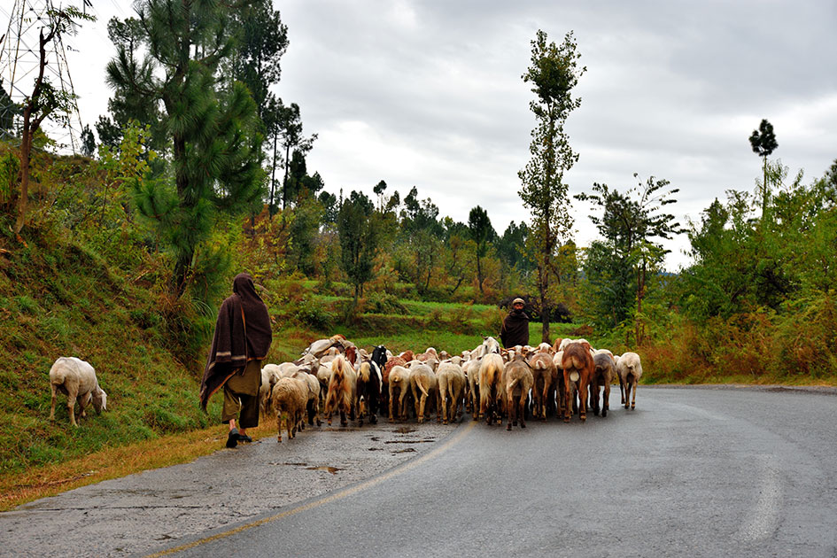 Shepherds-returning-to-the-lower-plains-at-the-start-of-winter-in-the-northern-areas.jpg