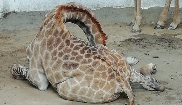 giraffe-dead-1545301164.jpg