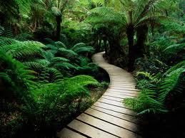 wood-garden-path.jpg