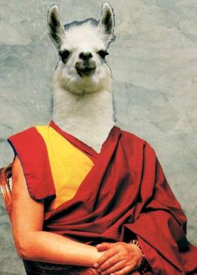 lama.jpg