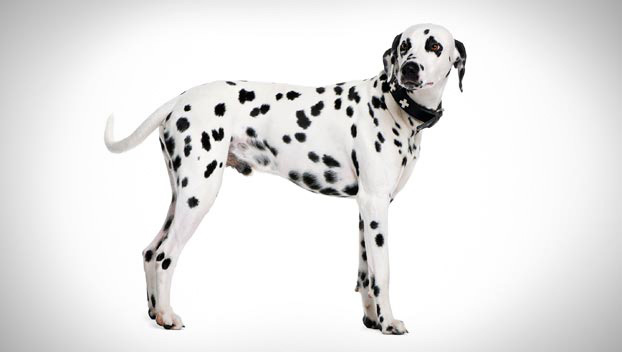 dalmation_01_lg.jpg