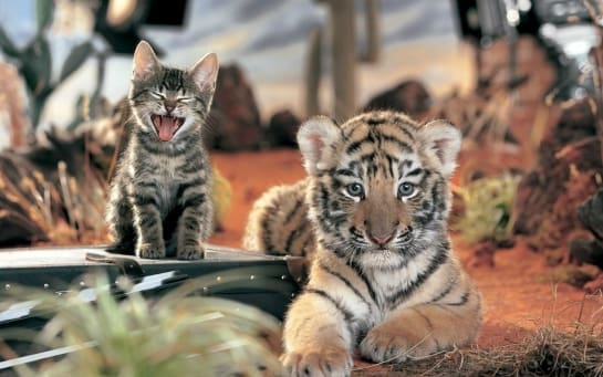 animals_cute_kitties_cats_and_tigers-t2.jpg