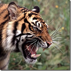 tiger-roar_thumb.jpg