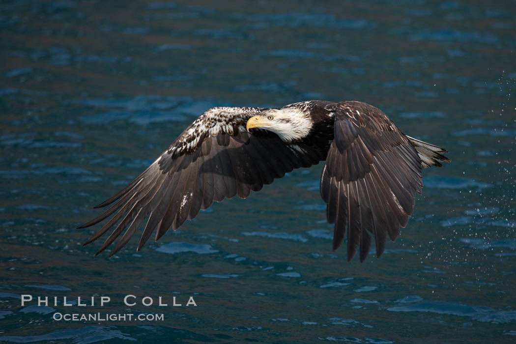 bald-eagle-picture-22869-255606.jpg