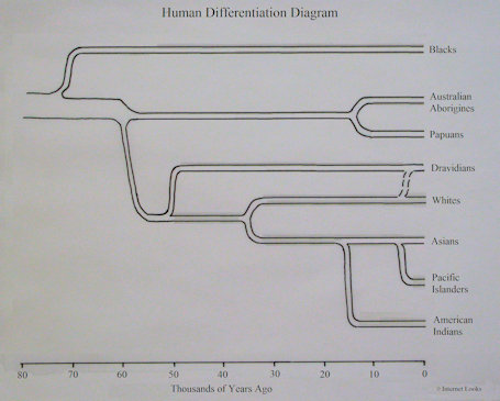 humandifferentiationdiagramth.jpg