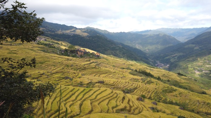 Rice Terraces