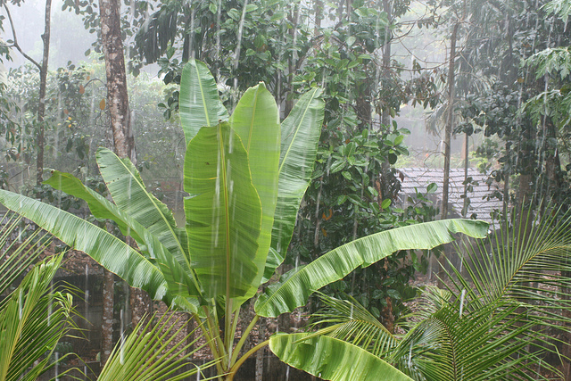 Kerala-rain.jpg