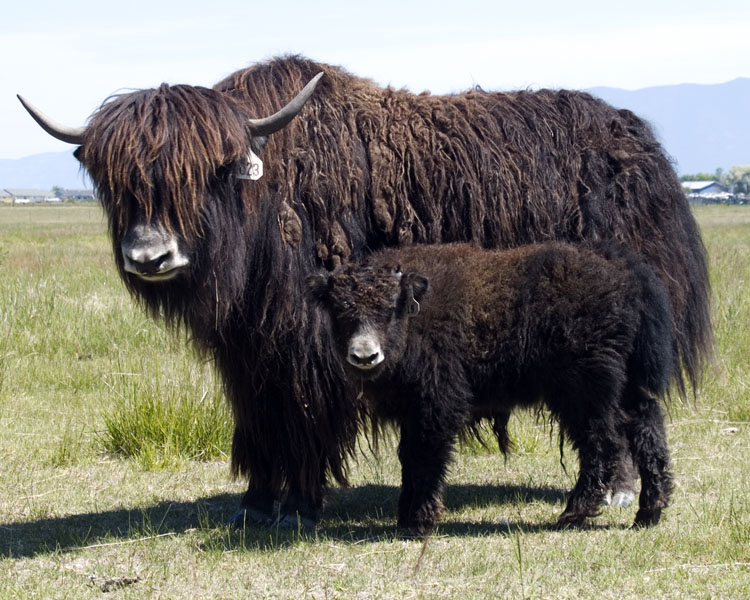 yak%20cow%20and%20calf%20N023.jpg