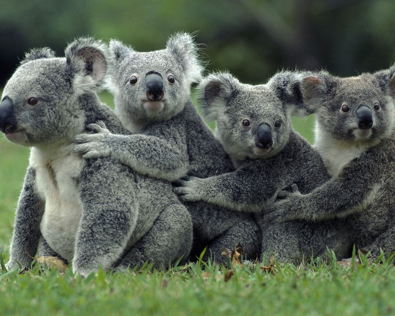 Koala-Bear_1280x1024.jpg