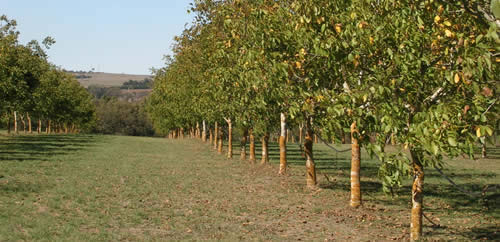 walnut%20trees(1).jpg