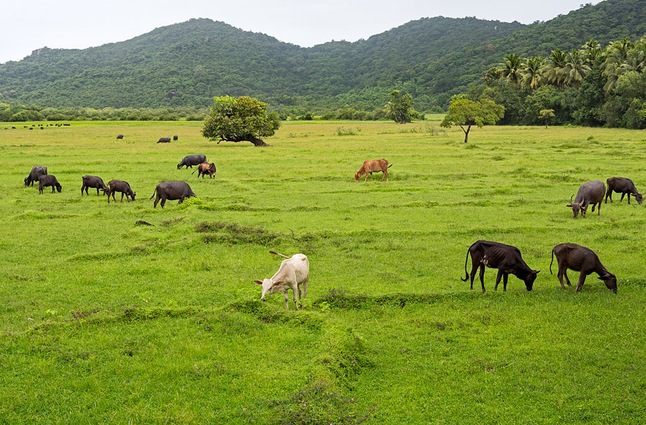 Goa-Monsoon-Canacona-Cattle.jpg