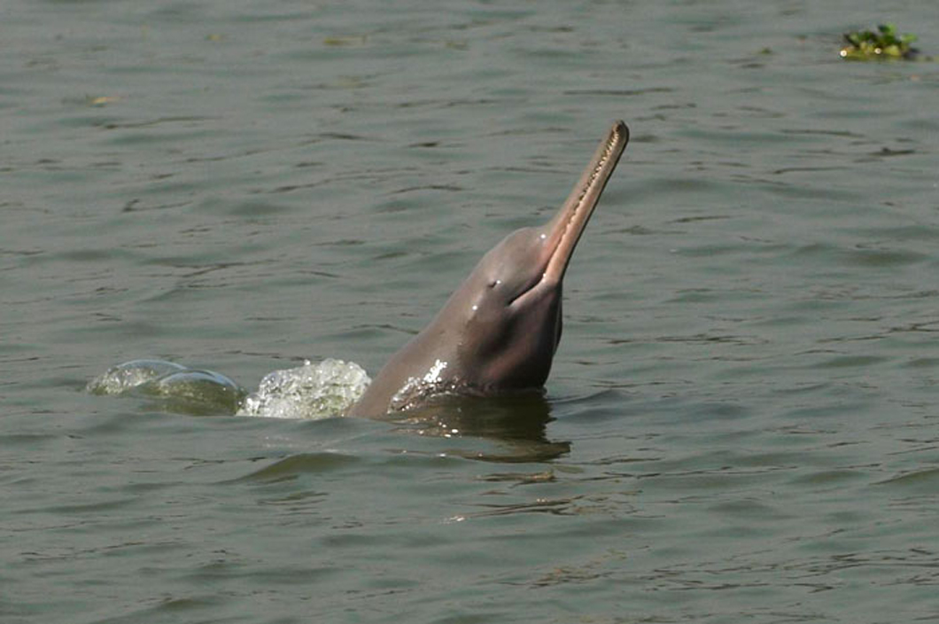 GangesRiver_dolphin.jpg