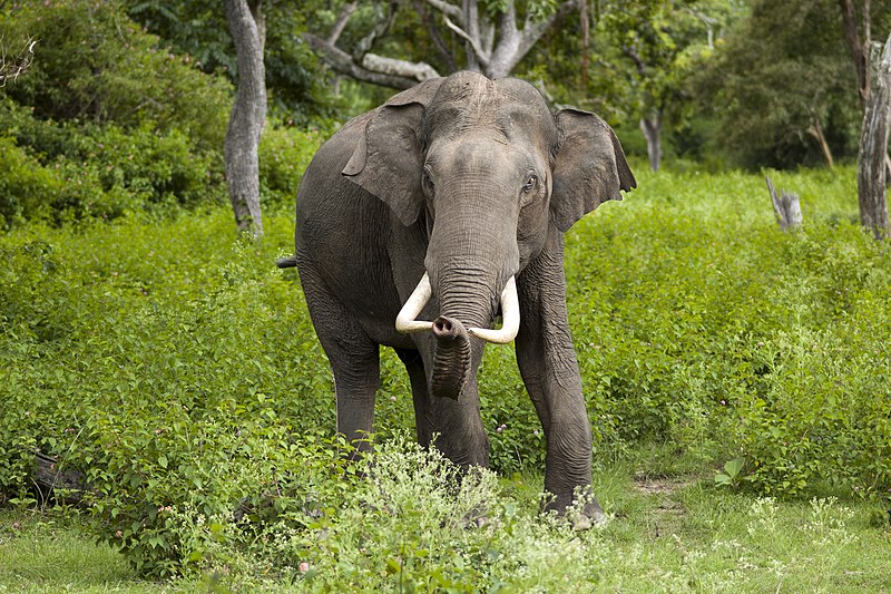 800px-Elephas_maximus_%28Bandipur%29.jpg