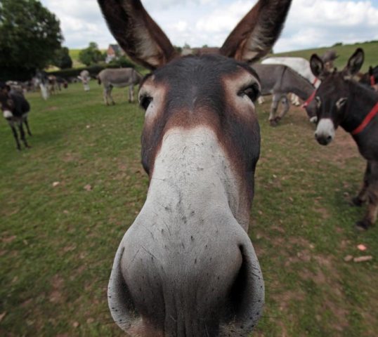 donkey3.jpg