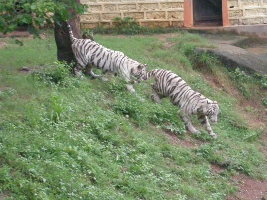 nandankanan-zoological.jpg