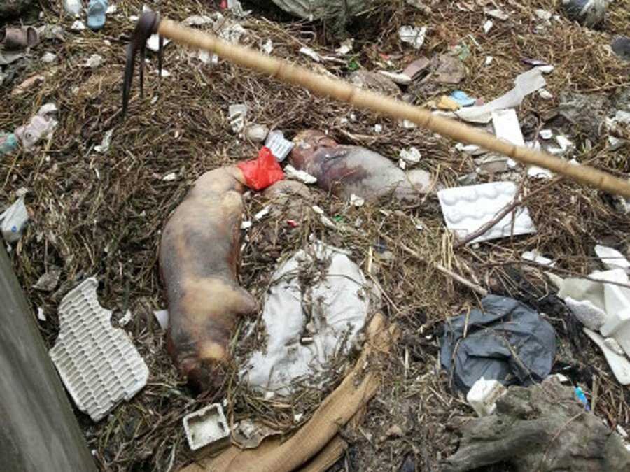 china-900-dead-pigs-shanghai.jpg