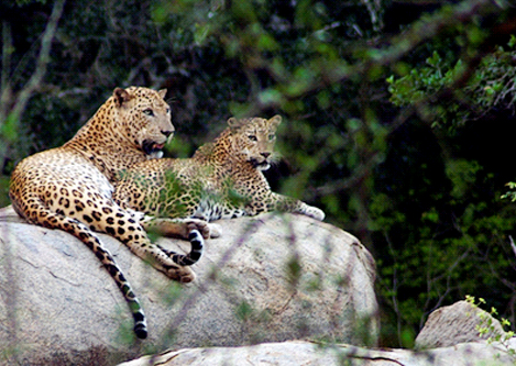Leopards_Yala.jpg