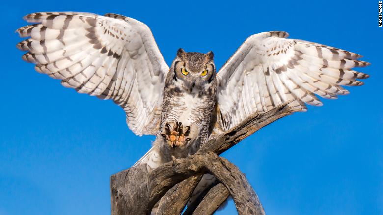 When you think of an owl with bright eyes and an impressive face, you're likely thinking of the great horned owl. 