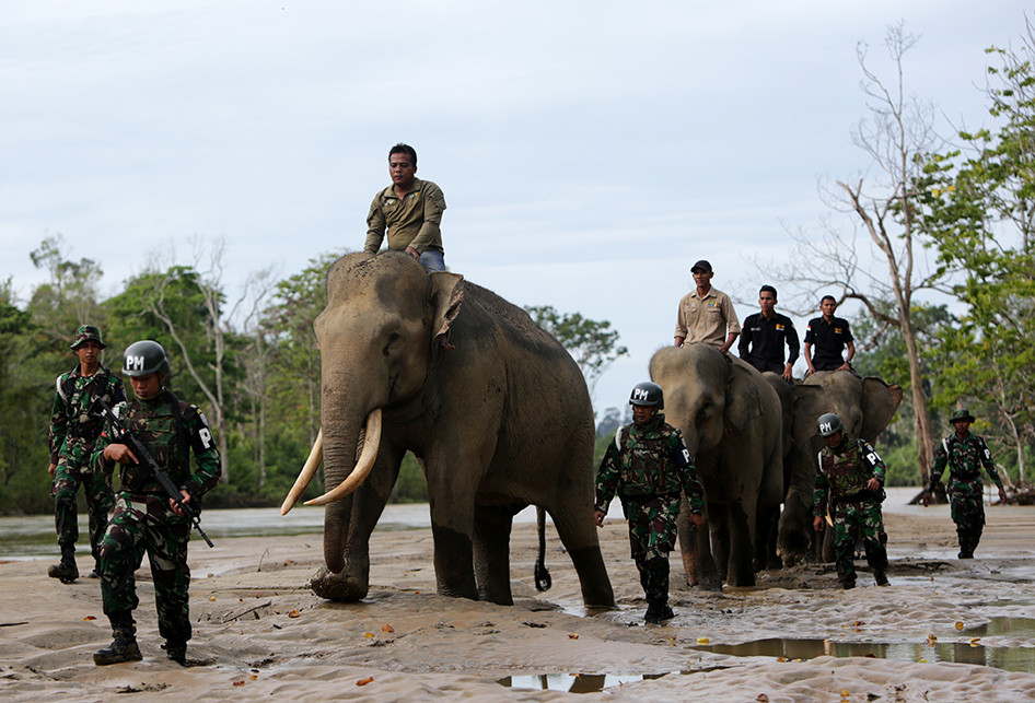 p_15564245231a7-tni-bersama-gajah-operasi-gaktib-hutan-dan-satwa.jpg