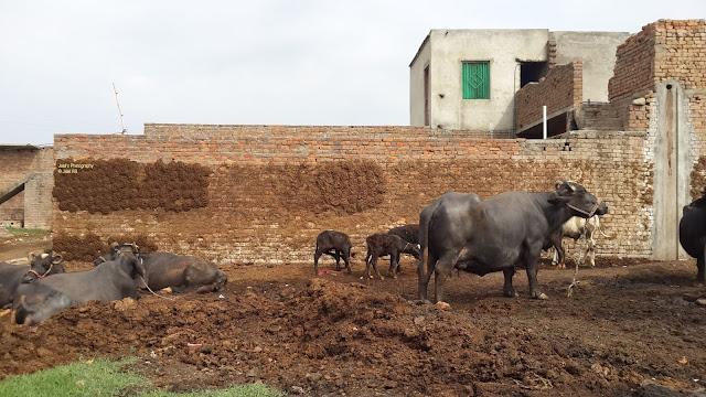 JalalsPhotography-buffalo-farm-1.jpg