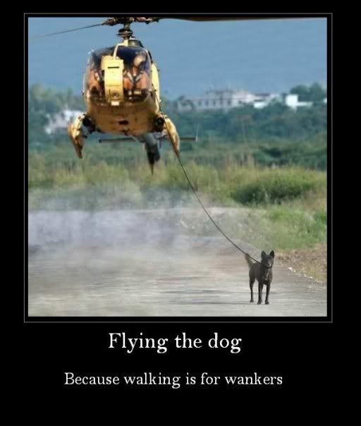 flyingthedog.jpg
