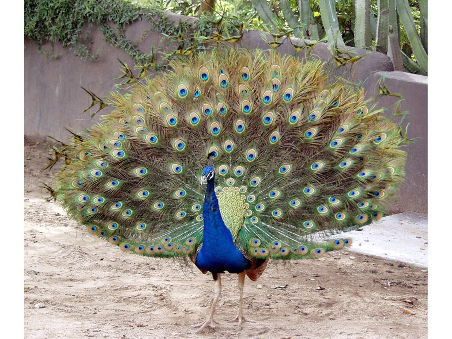 1k8d00flketvisxu.D.0.Indian-blue-peacock-7.jpg