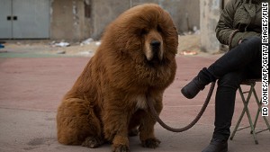 130816000507-tibetan-mastiff-story-body.jpg