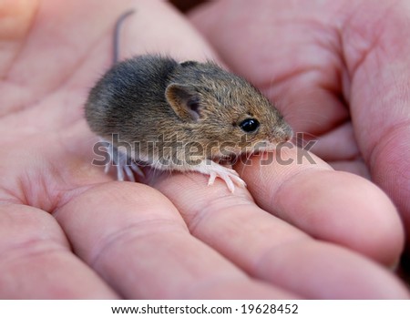 stock-photo-baby-mouse-19628452.jpg