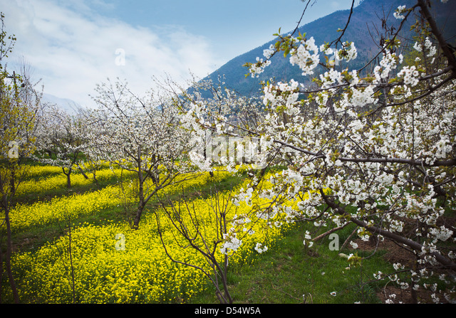 apple-trees-in-bloom-at-farm-sonmarg-jammu-and-kashmir-india-d54w5a.jpg
