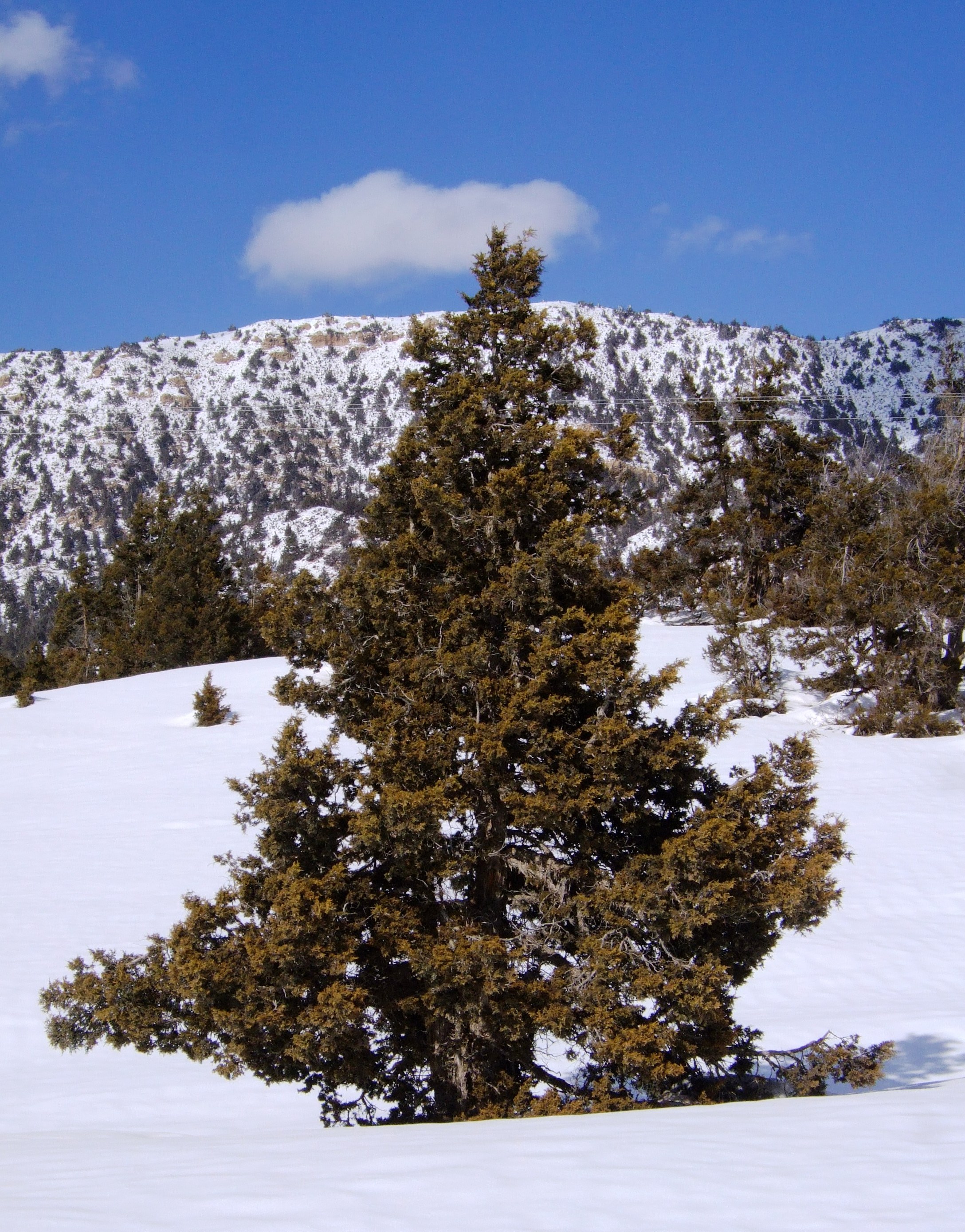 Juniperus_Tree_Ziarat_Chotair_2011..JPG