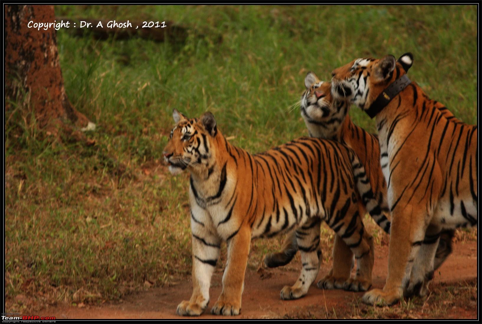 832719d1319653853-season-2011-2012-independent-tiger-monitoring-pench-tadoba-tiger-reserves-img_7972.jpg