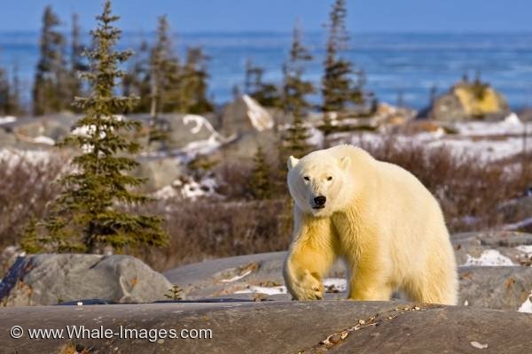 canadian-bear-463.jpg