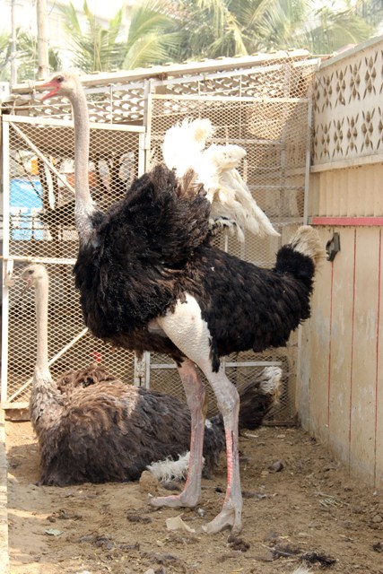 ostrich-and-rams-at-a-residence-at-bahadurabad-20th-feb-2017-ayesha-mir-14-1487763764.jpg