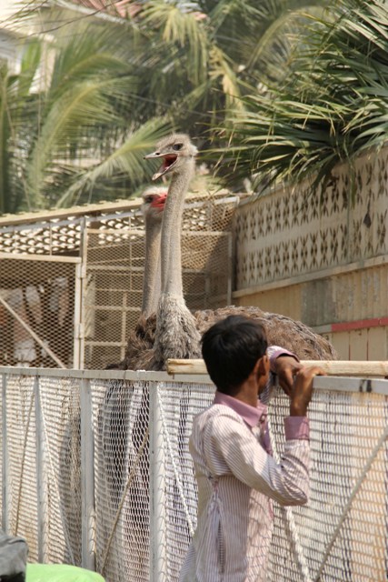 ostrich-and-rams-at-a-residence-at-bahadurabad-20th-feb-2017-ayesha-mir-33-1487764070.jpg