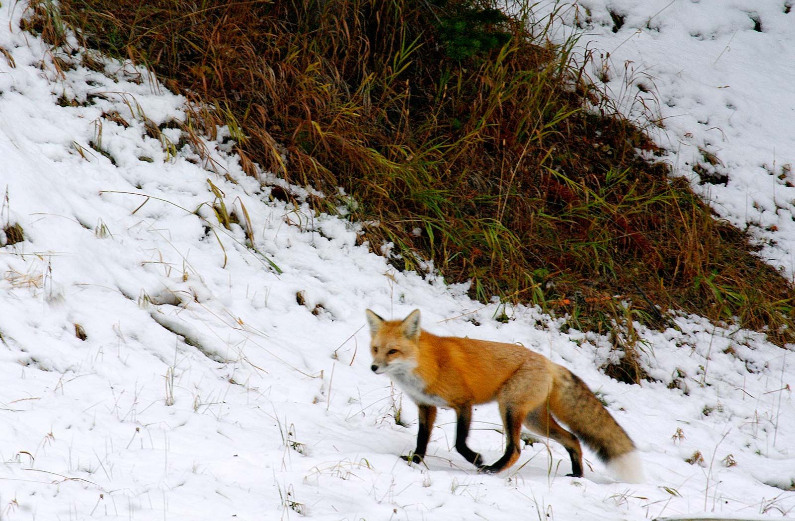 red-fox-hill.jpg