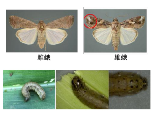China-Pak crop pest management seminar held in Chengdu