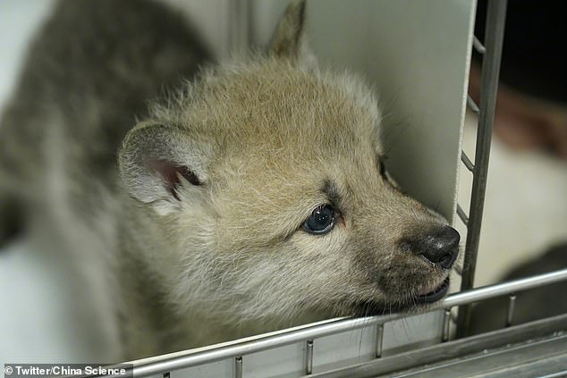 The pup was born in a process that took a donor cell from a wild female Arctic wolf and combined it with an embryo that was grown inside a beagle, which shares genetic ancestry with ancient wolves to ensure the process was successful