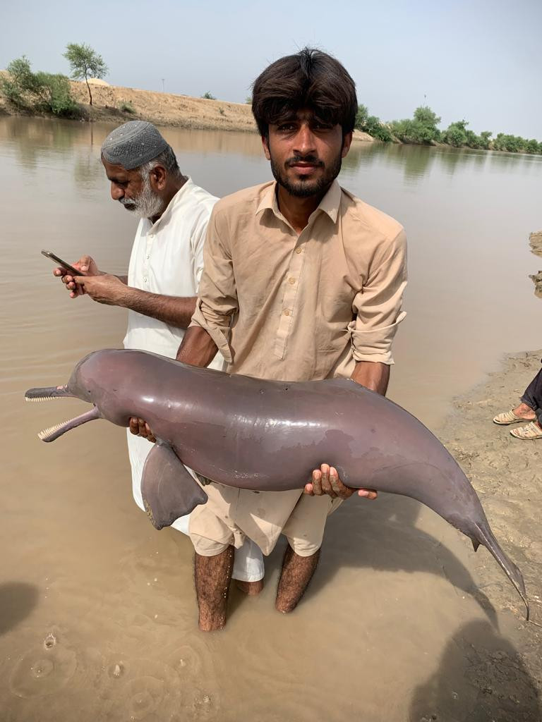 a blind indus river dolphin was shot dead by villagers in the precincts of balochistan province on august 6 2023 photo express