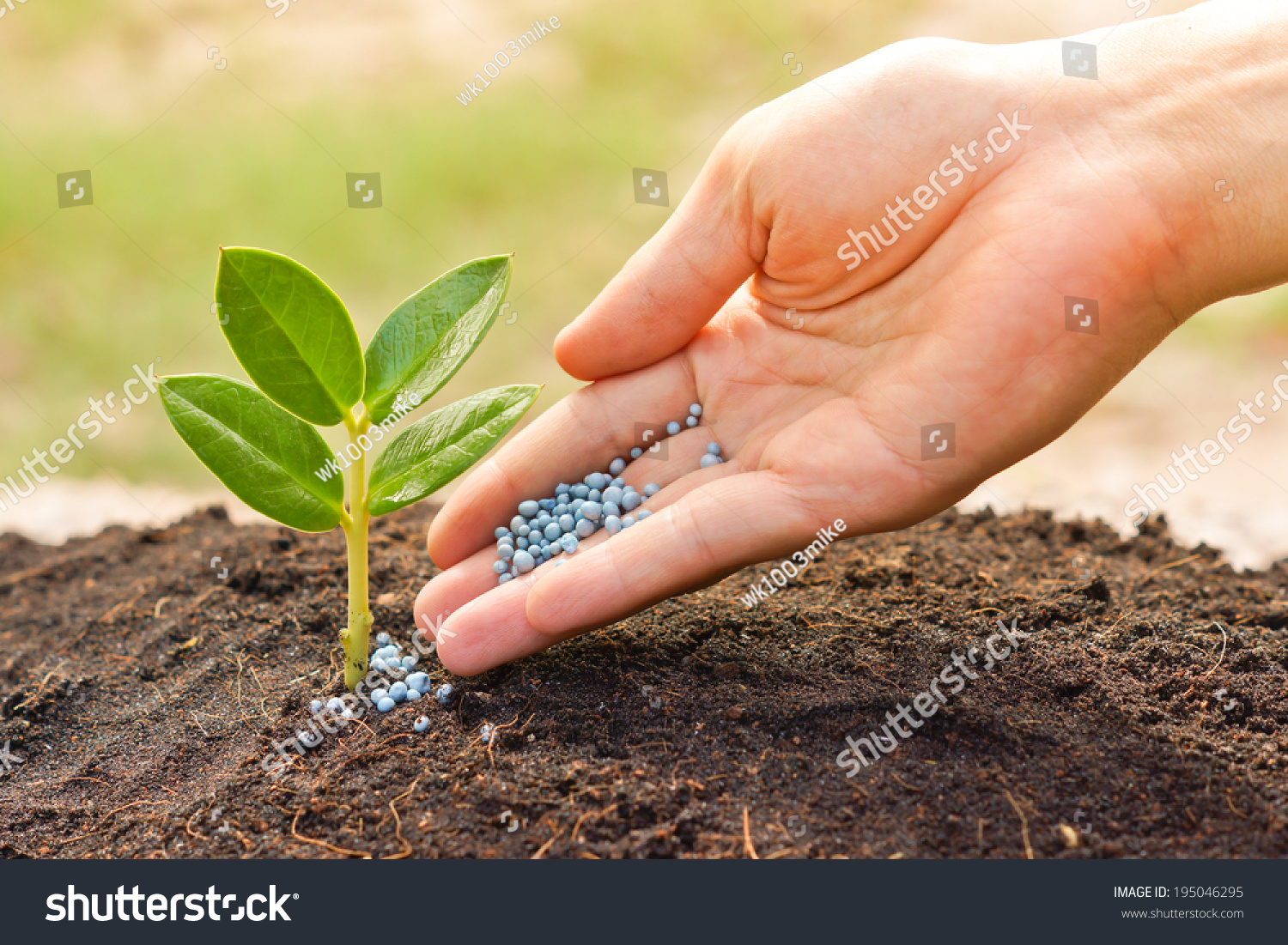 stock-photo-a-hand-giving-fertilizer-to-a-young-plant-with-warm-sunlight-planting-tree-195046295.jpg