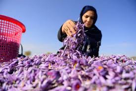 Ministry-Afghanistan-exports-67-tons-of-Saffron-all-domestically-produced.jpg