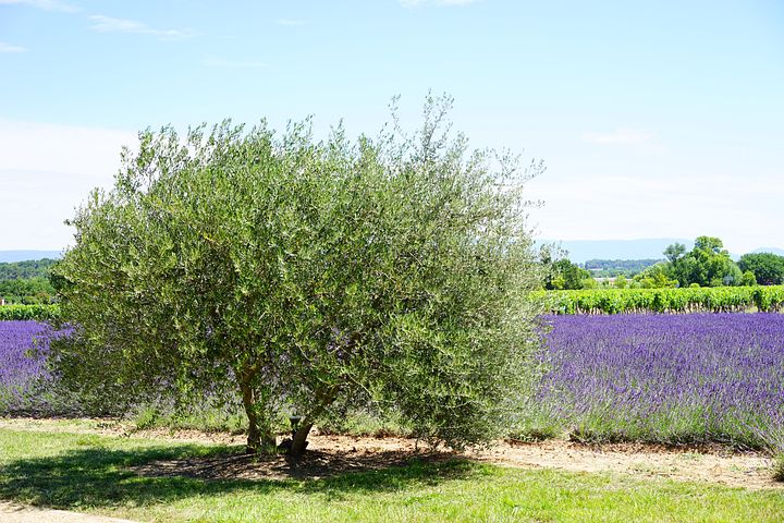 Best Companion Plants for Olive Trees 